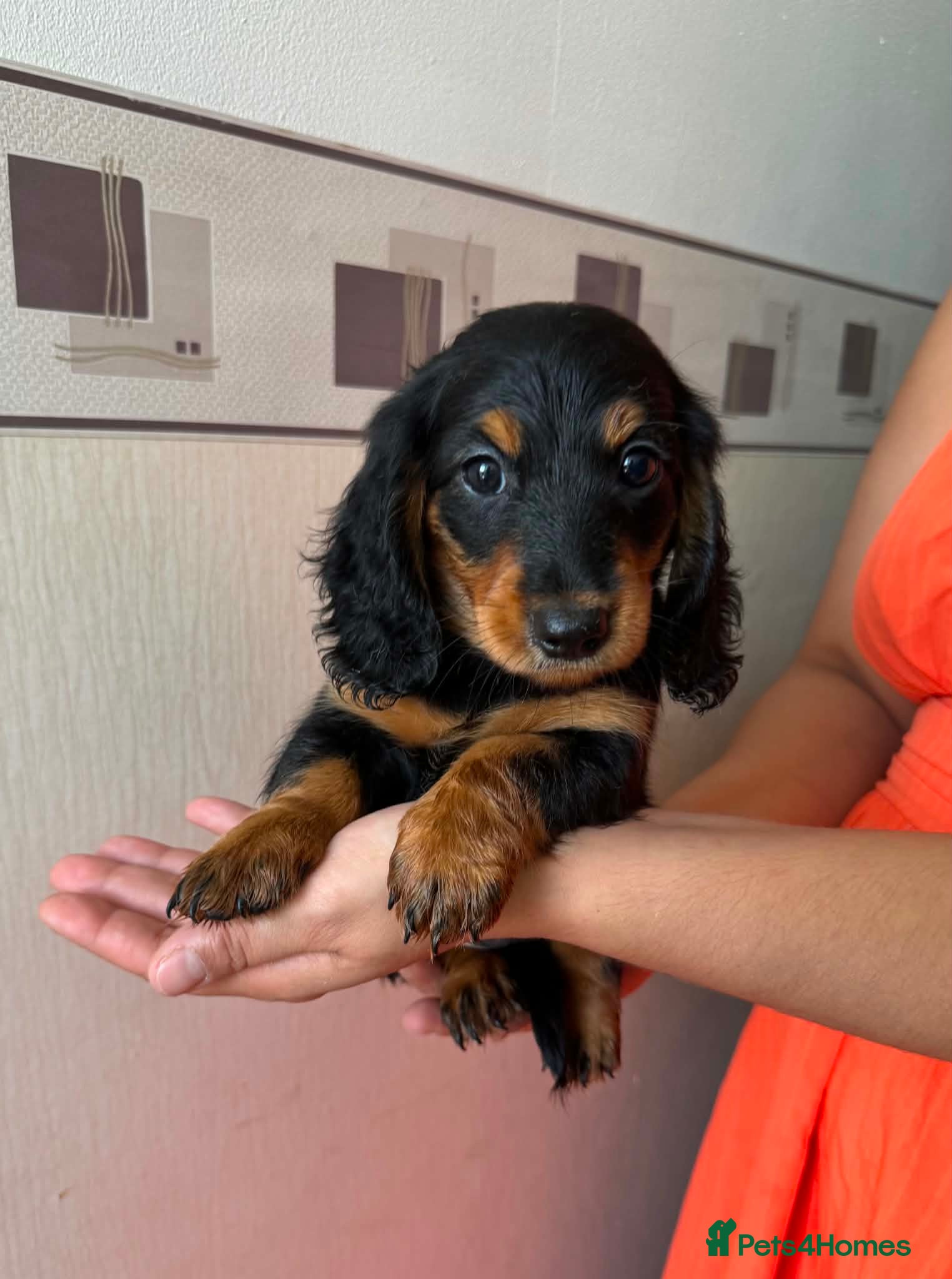 Miniature Dachshund dogs Long haired miniature dachshund  - Advert 8