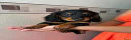 Miniature Dachshund dogs for sale: Long haired miniature dachshund  - Advert 5