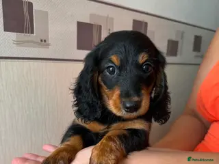 Miniature Dachshund dogs Long haired miniature dachshund - Advert 8