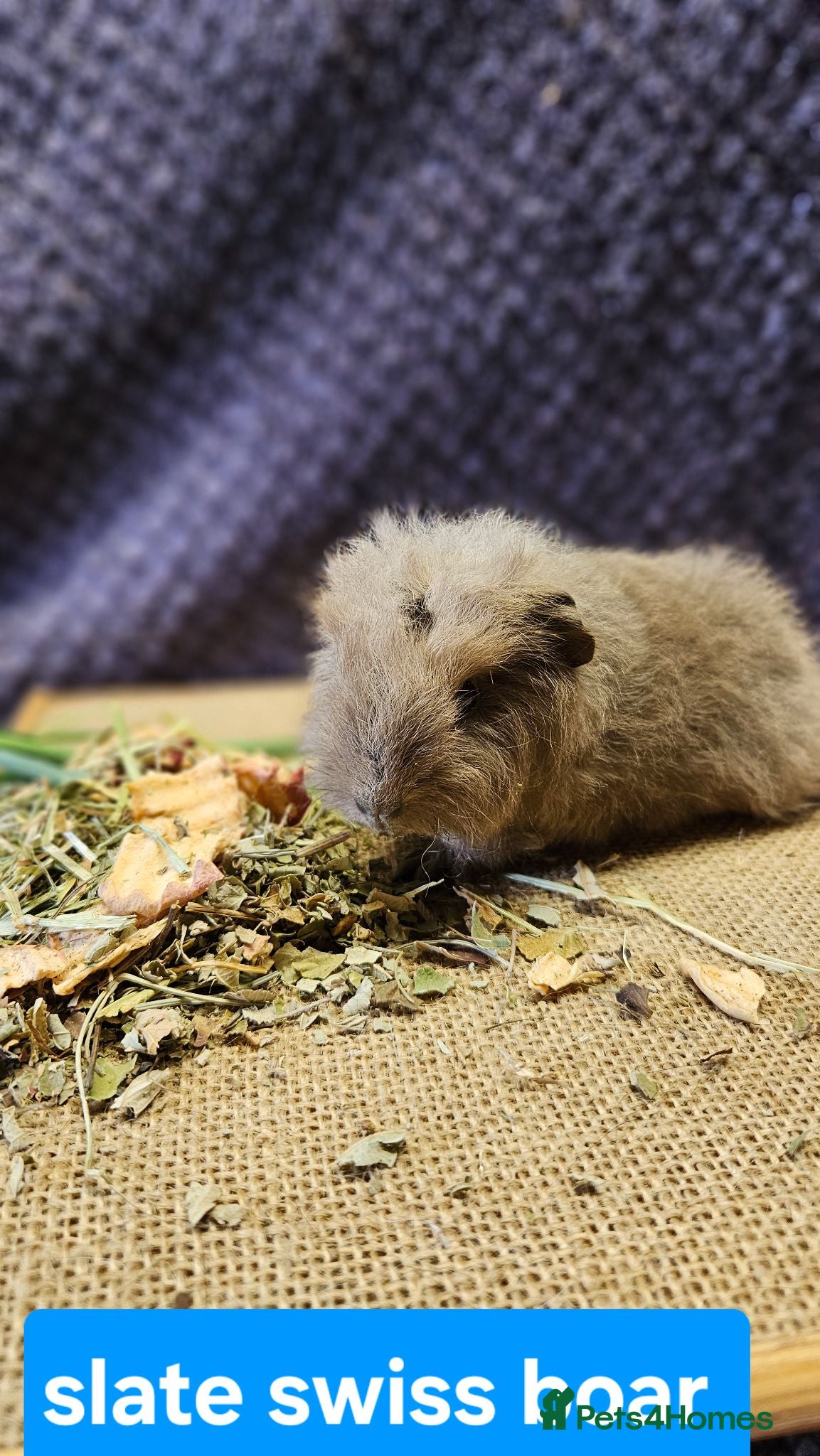 Guinea Pig rodents Beautiful swiss and pet baby boar and older sows - Advert 2