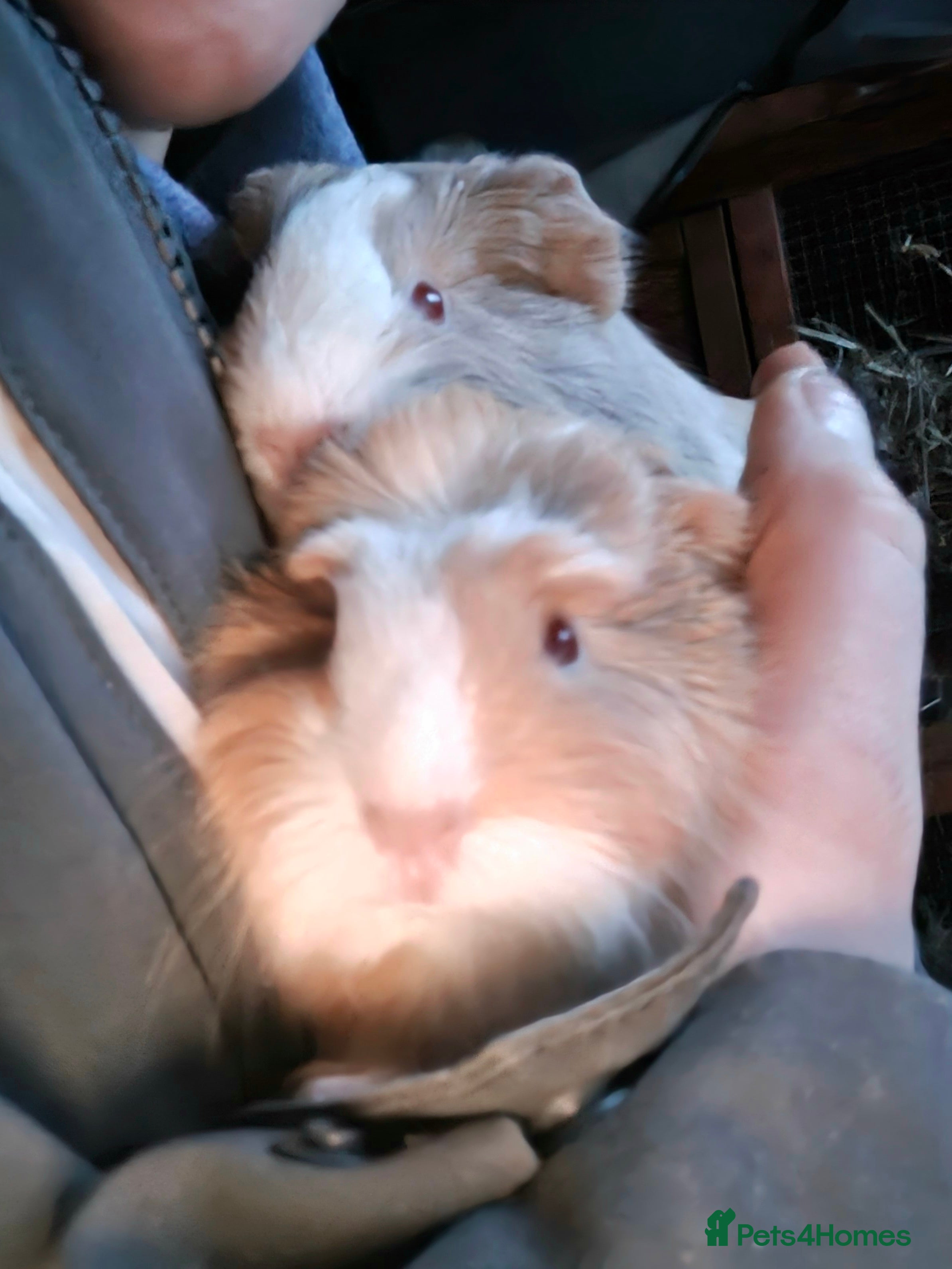 Guinea Pig rodents Two bond boys will be ready on 6th march 26  - Advert 13