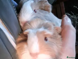 Guinea Pig rodents Two bond boys will be ready on 6th march 26 - Advert 13