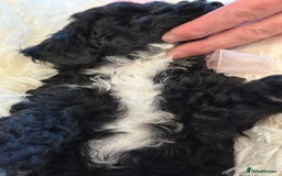 Poochon dogs for sale: Poochon puppies  - Image 35