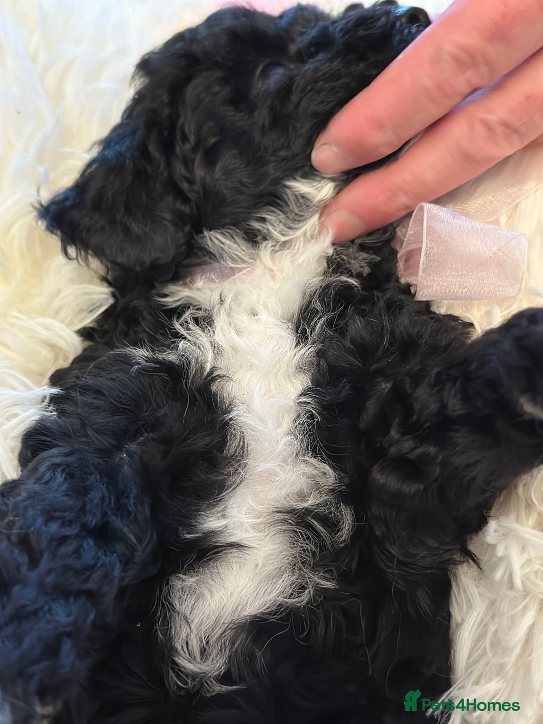 Poochon dogs for sale: Poochon puppies  - Image 35