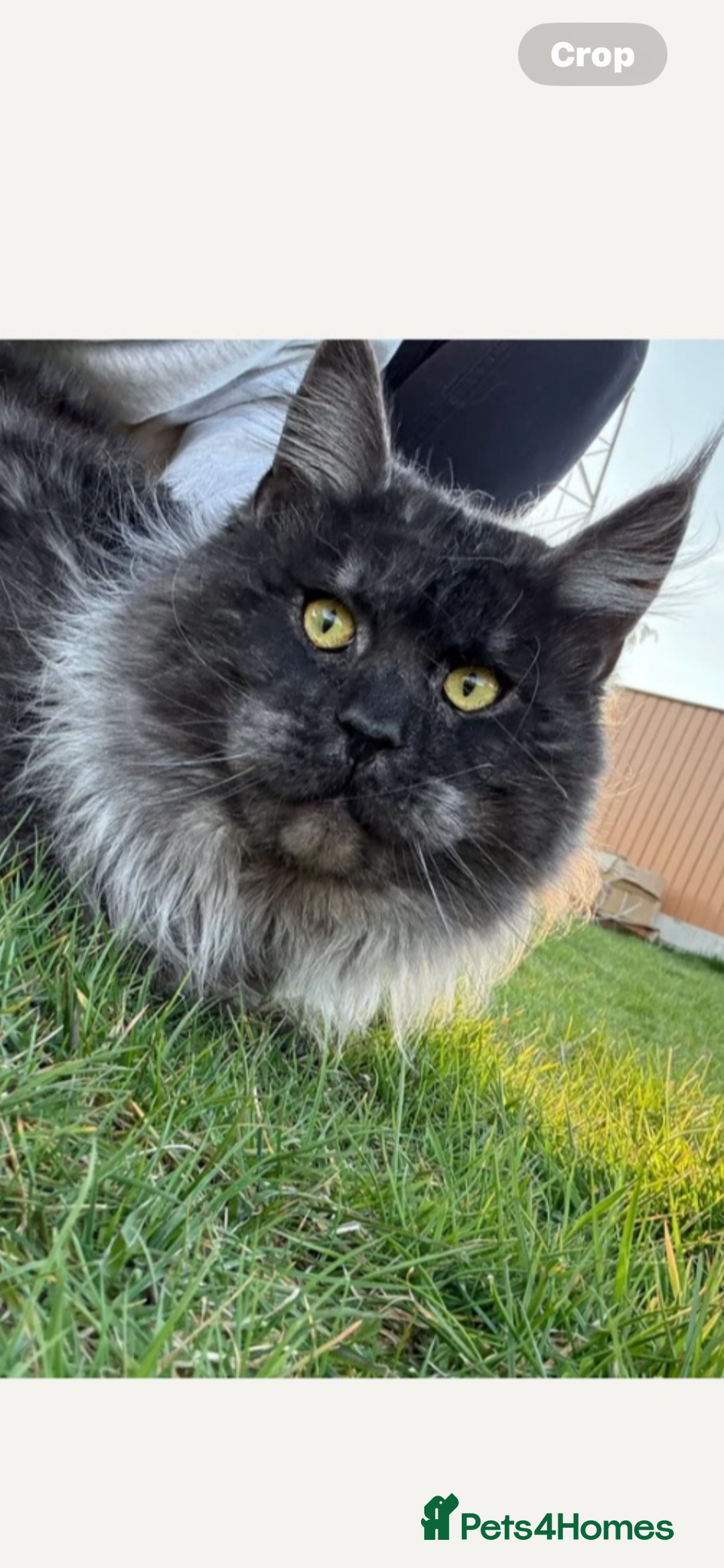 Maine Coon cats for sale: Pedigree registered Maine Coon - Advert 12