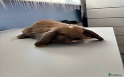 Mini Lop rabbits for sale: 3 pure Mini Lop left  - Image 6