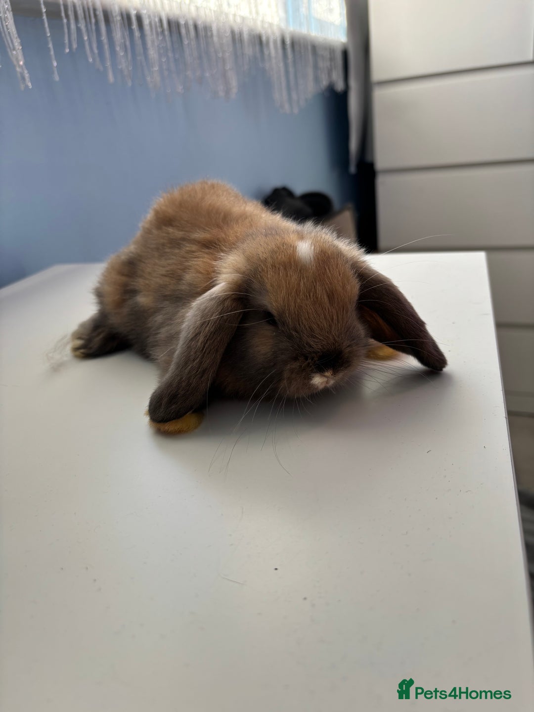 Mini Lop rabbits for sale: 3 pure Mini Lop left  - Image 6