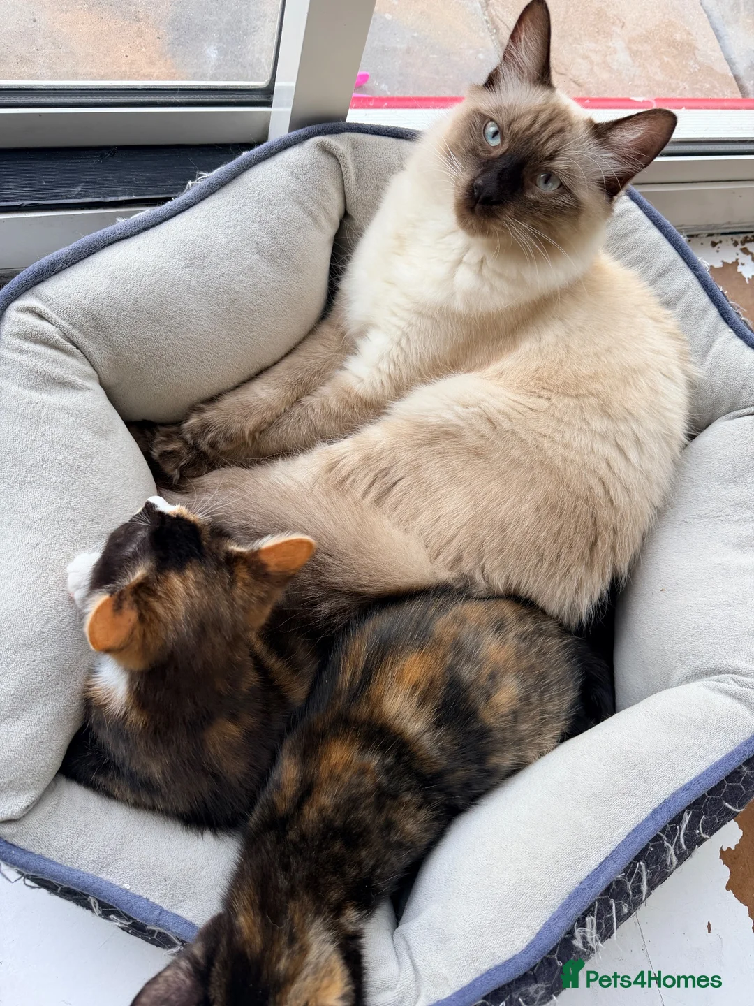 Mixed Breed cats for sale: Two Gorgeous Tortoiseshell girl kittens - Advert 2