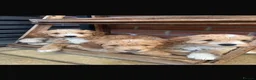 Australian Labradoodle dogs for stud: ARLO-Proven Australian labradoodle Stud Available - Advert 9