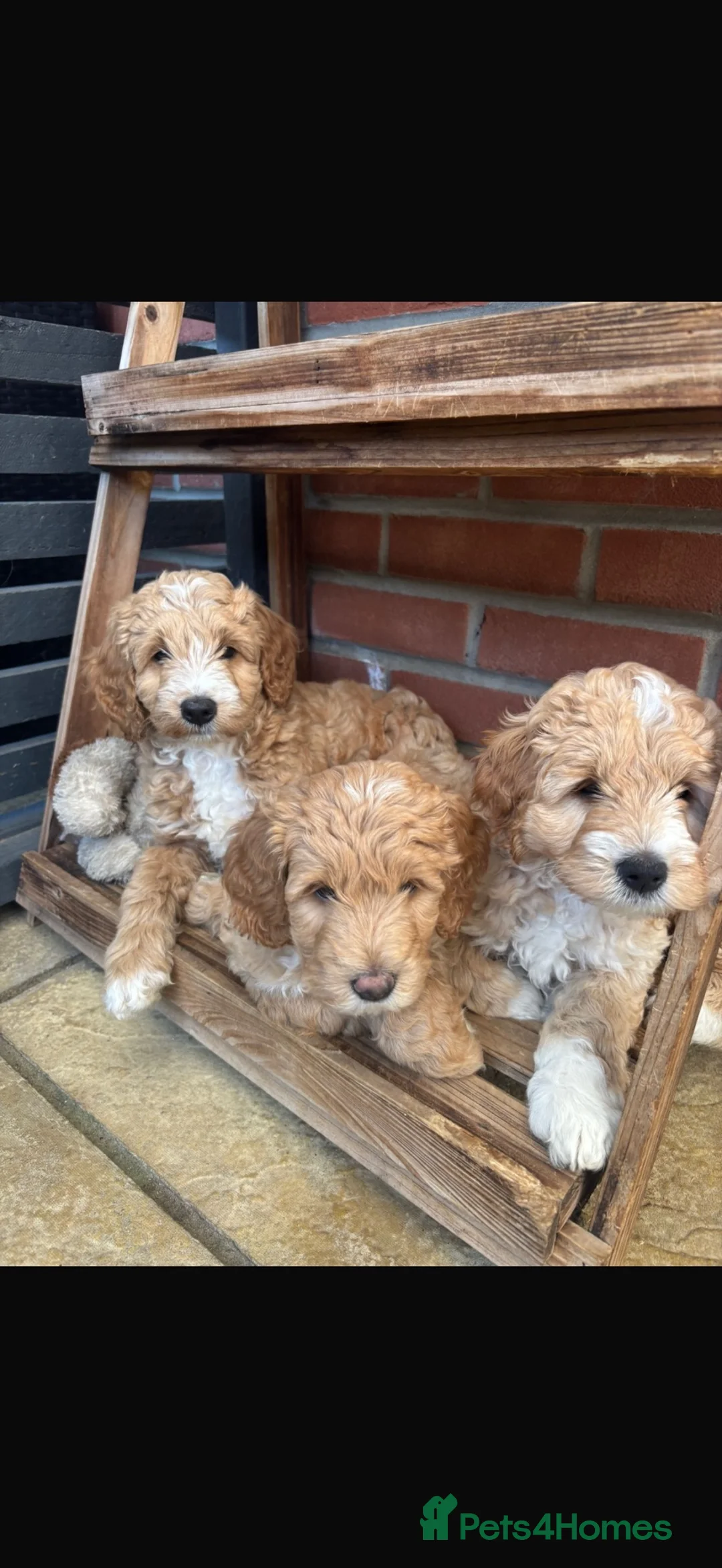 Australian Labradoodle dogs for stud: ARLO-Proven Australian labradoodle Stud Available - Advert 9