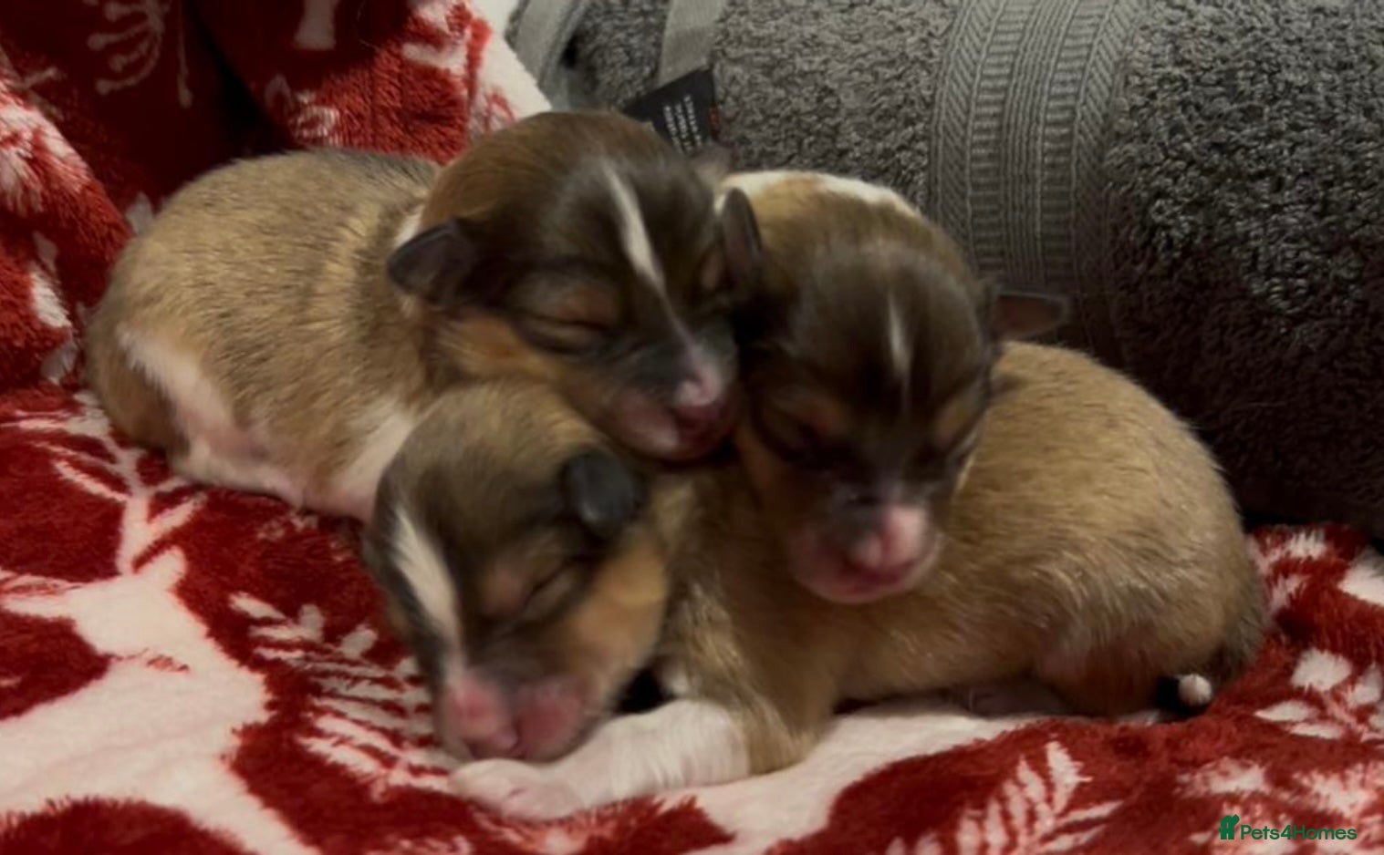 Shetland Sheepdog dogs Shetland sheepdog puppies  - Advert 1