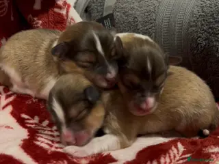 Shetland Sheepdog dogs Shetland sheepdog puppies - Advert 1