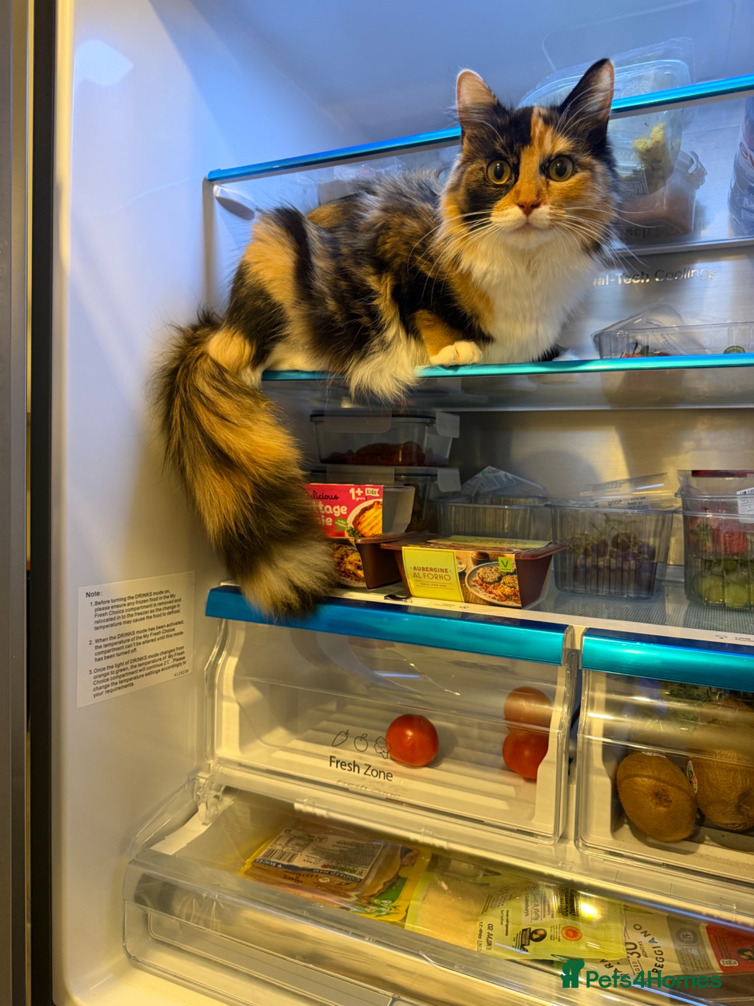 Mixed Breed cats Maine coon mixed kitten clever and very very sweet - Advert 5