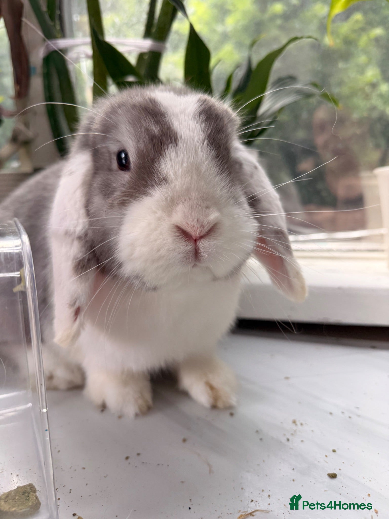 Mini Lop rabbits 2 rabbits  - Advert 5