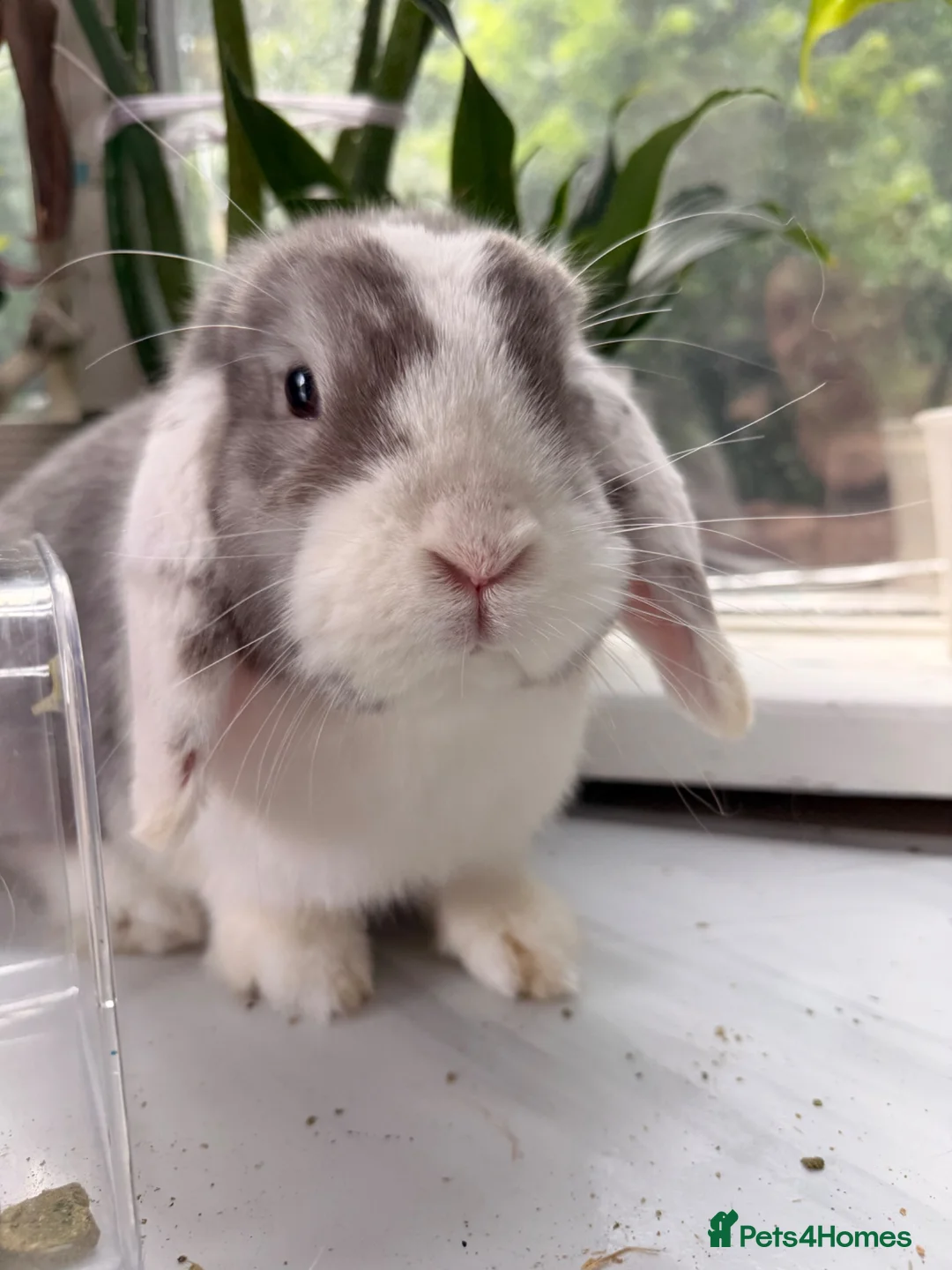 Mini Lop rabbits for sale: 2 rabbits  in Hook - Advert 1