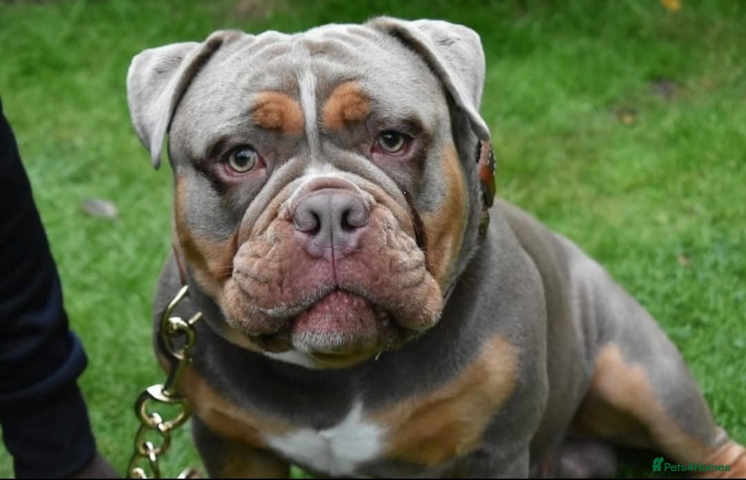 Olde English Bulldogge dogs for stud: NEBBR REGISTERED OLDE ENGLISH BULLDOGGE STUD in Worcester - Image 5