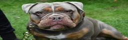 Olde English Bulldogge dogs for stud: NEBBR REGISTERED OLDE ENGLISH BULLDOGGE STUD in Worcester - Advert 5