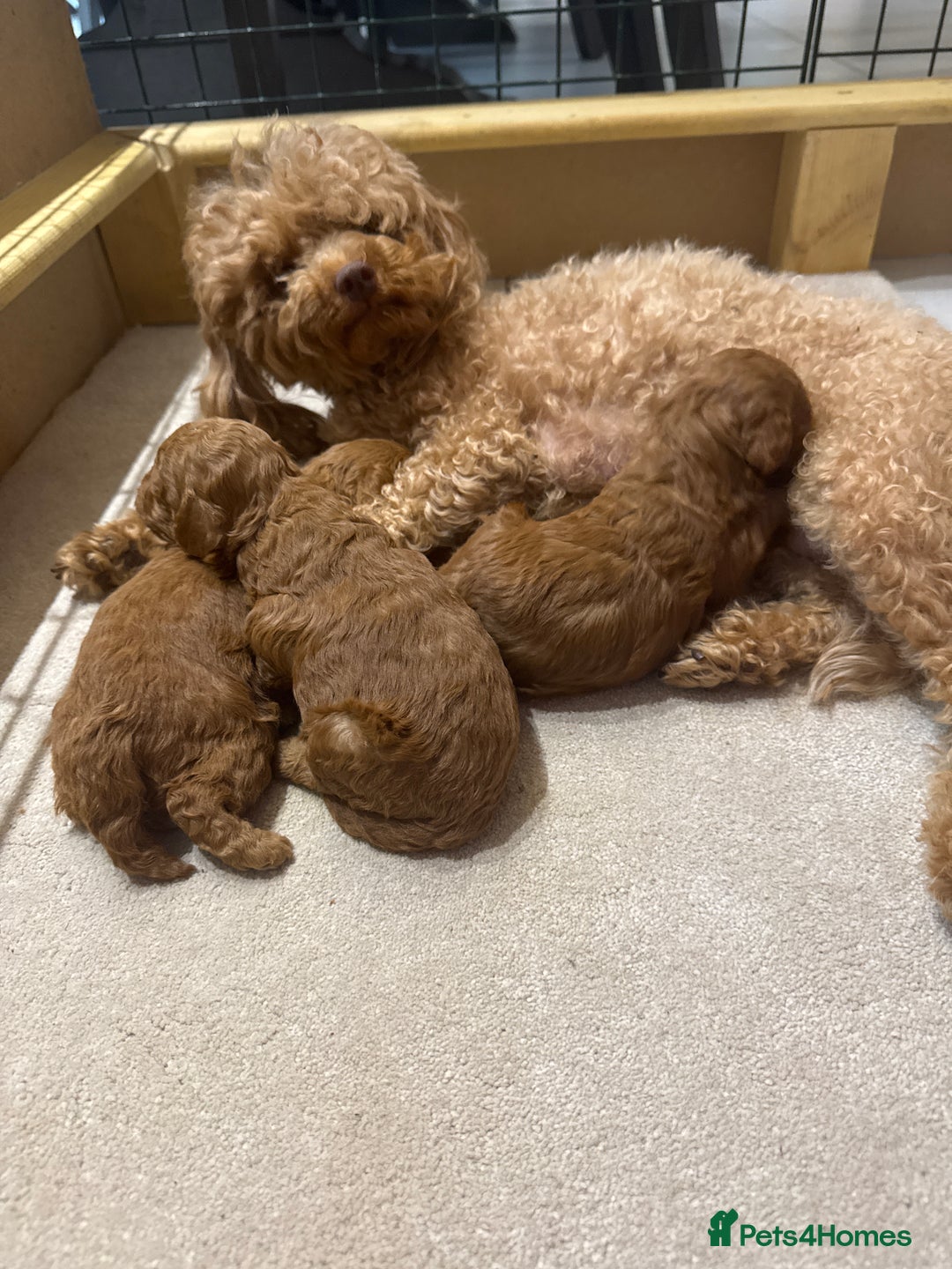 Maltipoo dogs for sale: 🐶 Adorable Red Maltipoo Puppies Available 🐶 - Advert 5