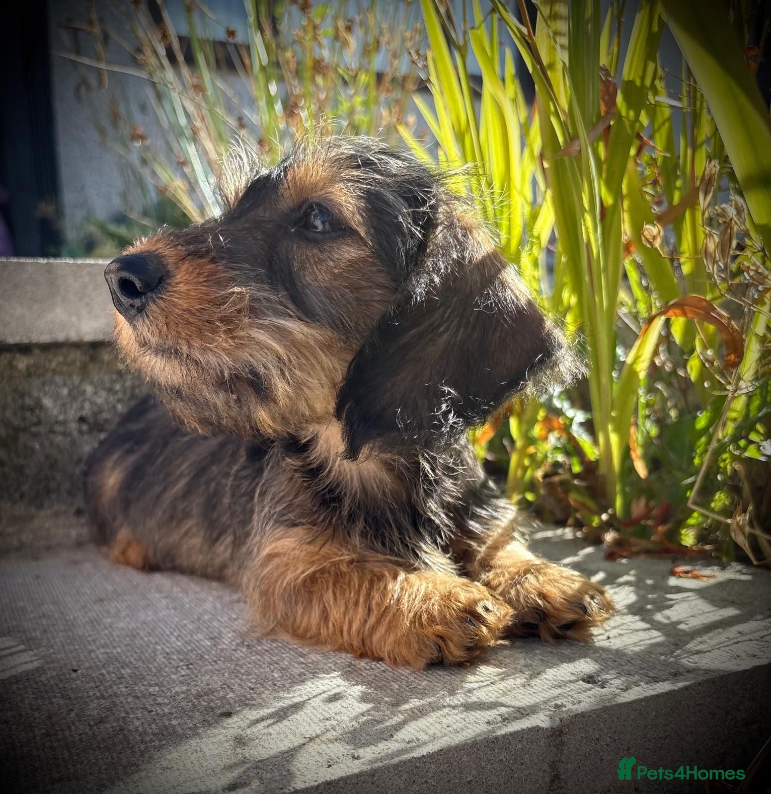 Miniature Dachshund dogs REDUCED Beautiful miniature wire haired dachshund  - Advert 15