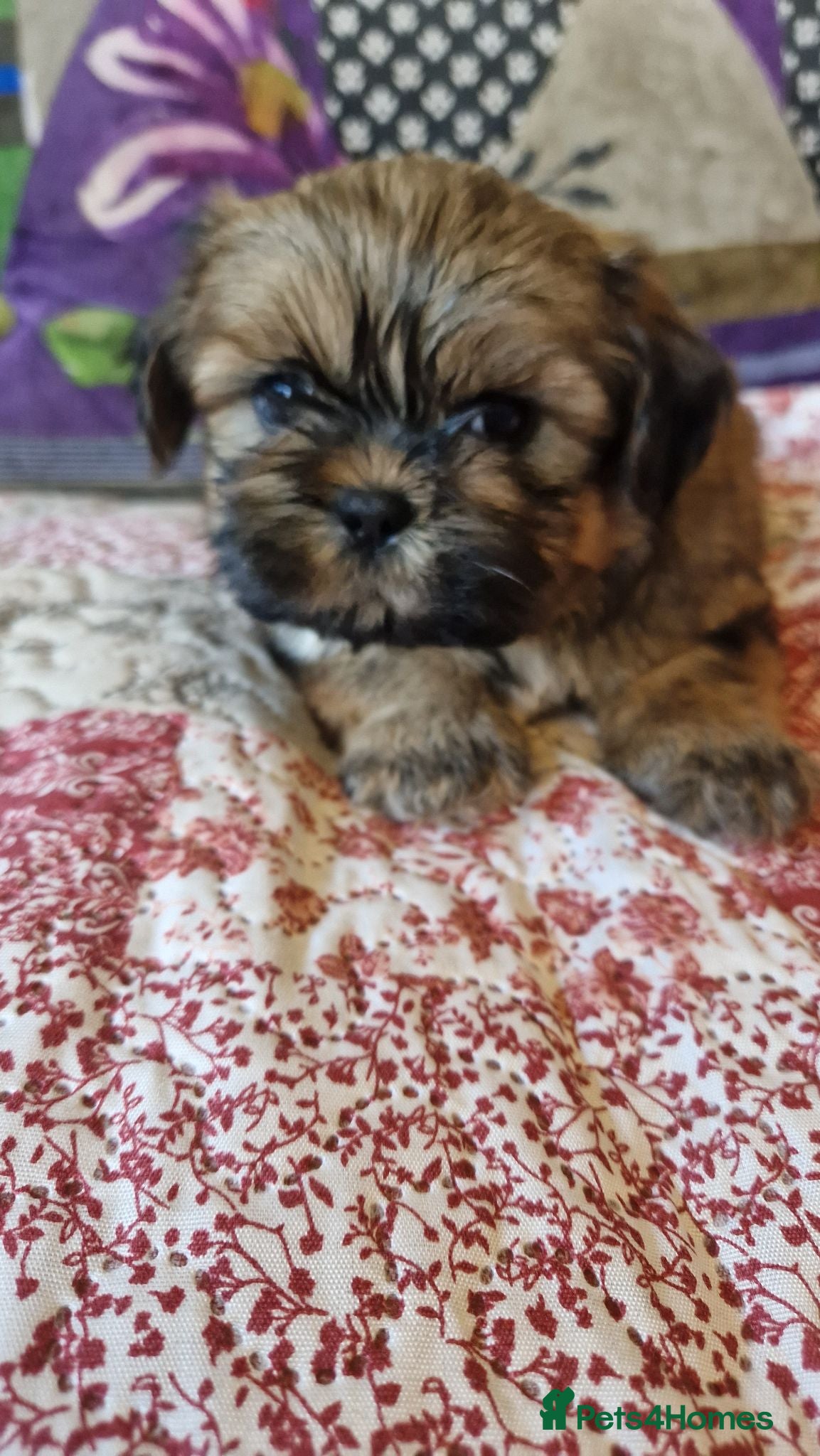 Shih Tzu dogs Shih-tzu pedigree puppies - Advert 9