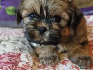 Shih Tzu dogs Shih-tzu pedigree puppies - Advert 9