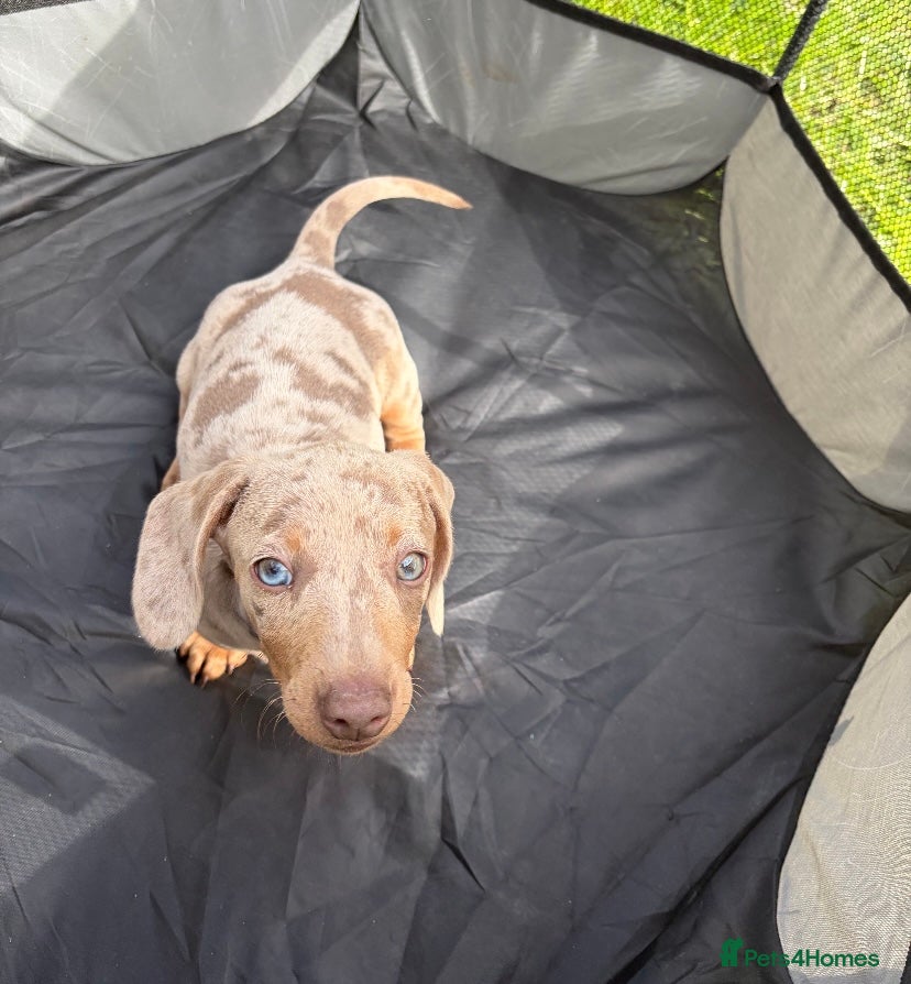 Miniature Dachshund dogs for sale: Miniature dachshund - Advert 4