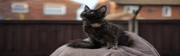 Maine Coon cats for sale: XL Pedigree Maine coon kittens - Advert 14