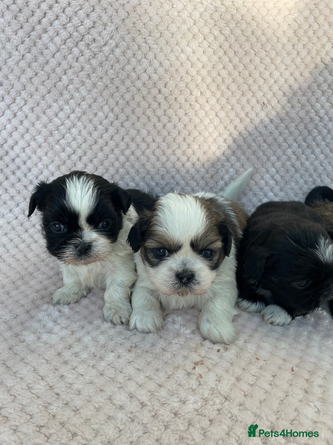 Mixed Breed dogs for sale: Lhasa apso cross shihtzu puppies. - Advert 3