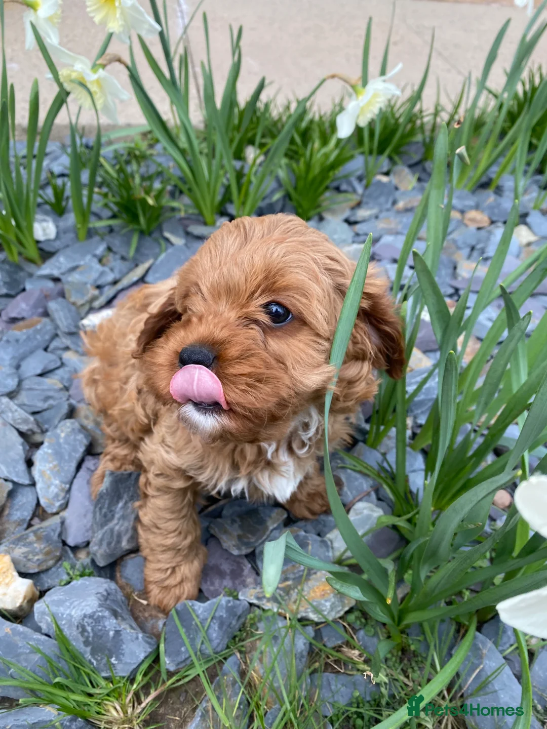 Cavapoo dogs for sale: All sold❤️ - Advert 2