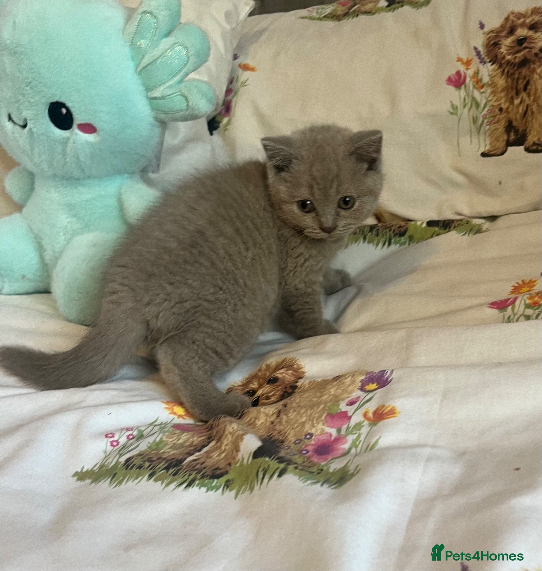 British Shorthair cats 1 Beautiful lilac Bsh Girl READY NOW - Advert 1