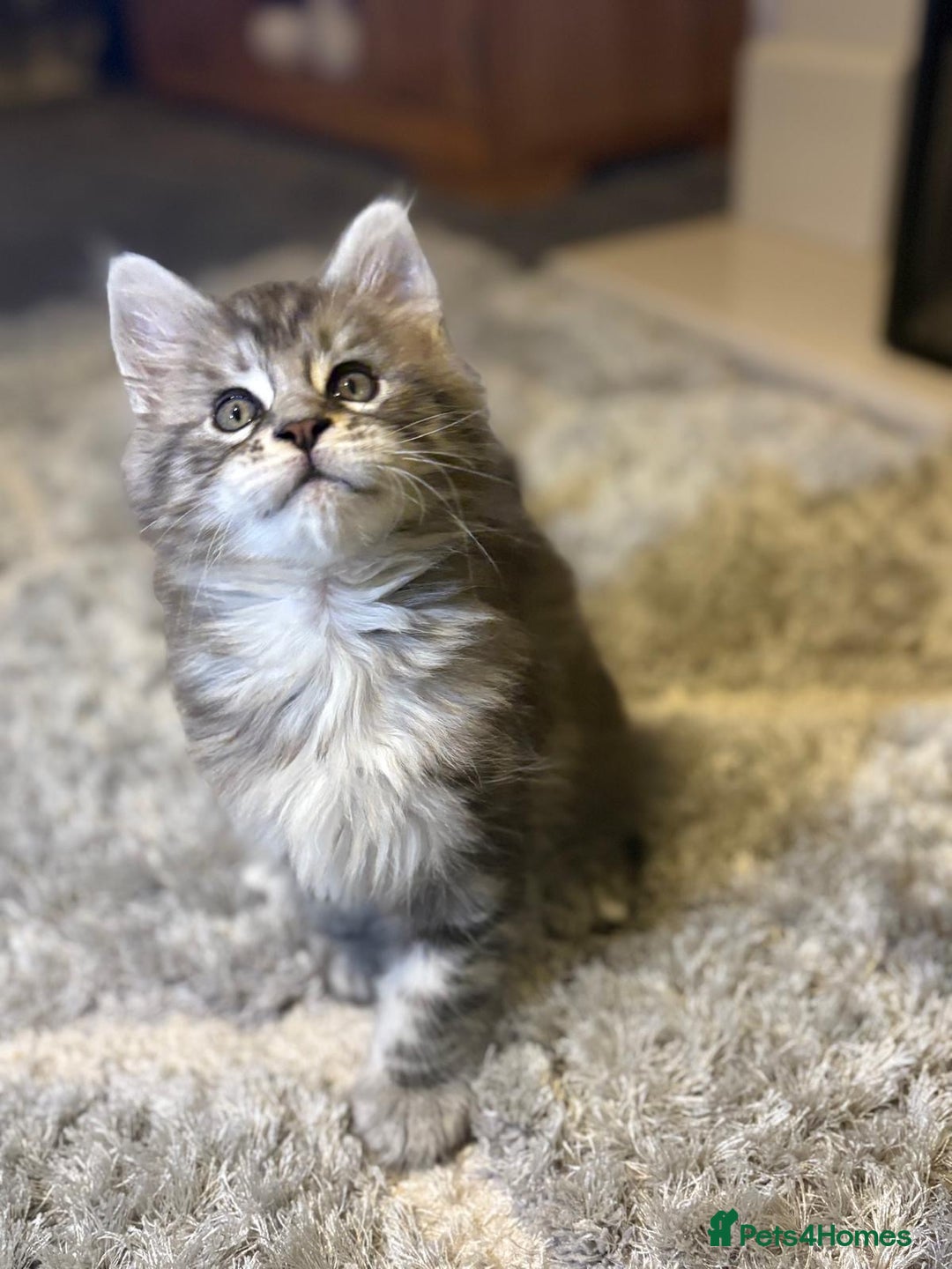 Maine Coon cats for sale: Stunning Maine coon kittens - Image 16