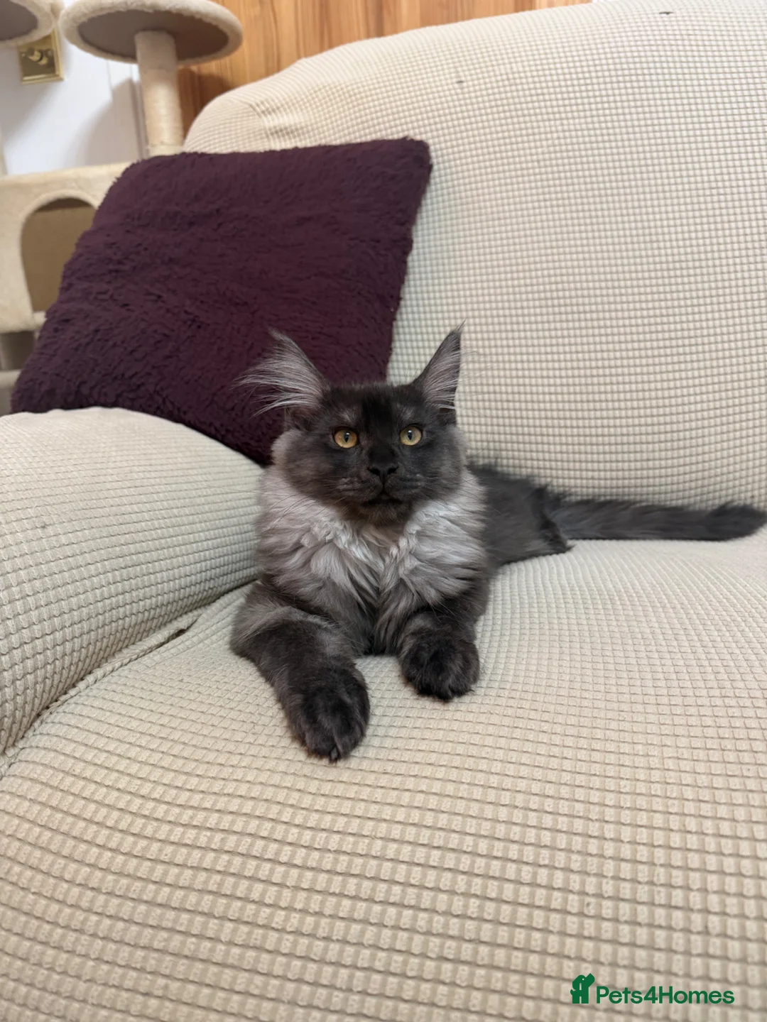 Maine Coon cats for sale: 4 Maine coon - Advert 1