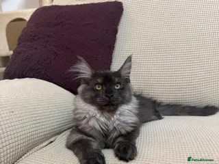 Maine Coon cats 4 Maine coon - Advert 2