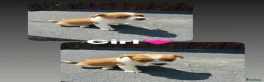 Jack Russell 8