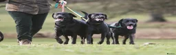 Labrador Retriever dogs for sale: Labrador Retreiver Puppy Dogs in Dudley - Advert 9