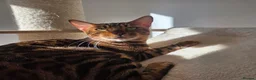 Bengal cats for sale: Beautiful Bengal Female Looking for a Loving Home - Advert 5
