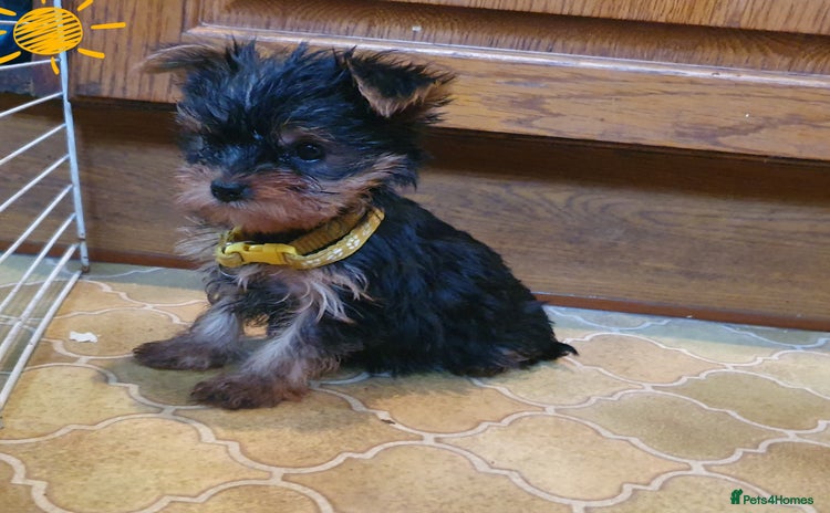 Yorkshire Terrier dogs Yorkshire terrier puppies  - Advert 7