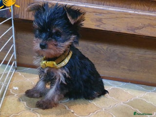 Yorkshire Terrier dogs Yorkshire terrier puppies - Advert 6