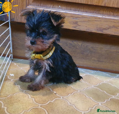 Yorkshire Terrier dogs Yorkshire terrier puppies - Advert 7