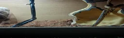 Python Snake reptiles for sale: Royal jackson python - Advert 11