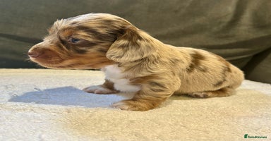 Miniature Dachshund dogs - Advert 3