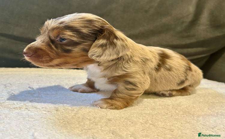 Miniature Dachshund dogs - Advert 10