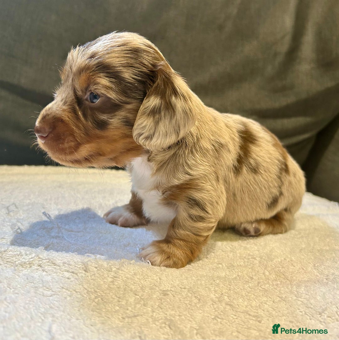 Miniature Dachshund dogs for sale: Stunning Kc Reg Long Hair Mini Dachshund puppies  - Image 2