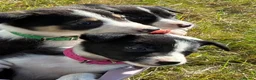 Border Collie dogs for sale: Border Collie Pups - Farm reared from working dogs - Advert 4