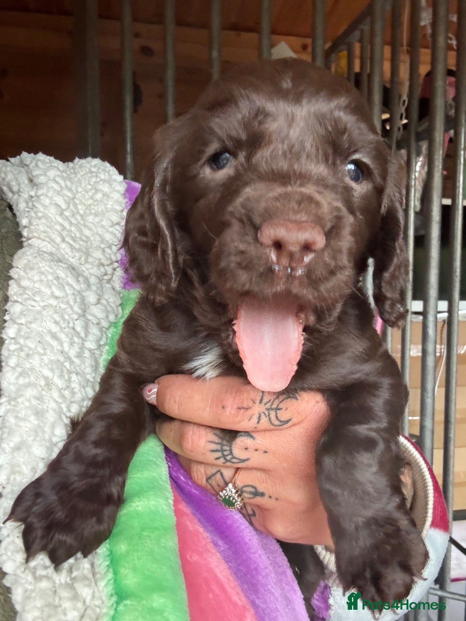 Cocker Spaniel dogs KC puppies. 1 girl 2 boys - Advert 2