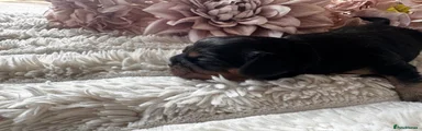 Cavalier King Charles Spaniel 4