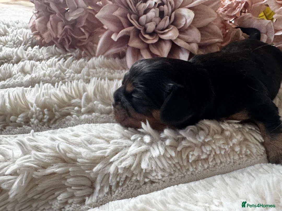 Cavalier King Charles Spaniel dogs for sale: Health tested cavalier King Charles spaniel pups - Advert 2