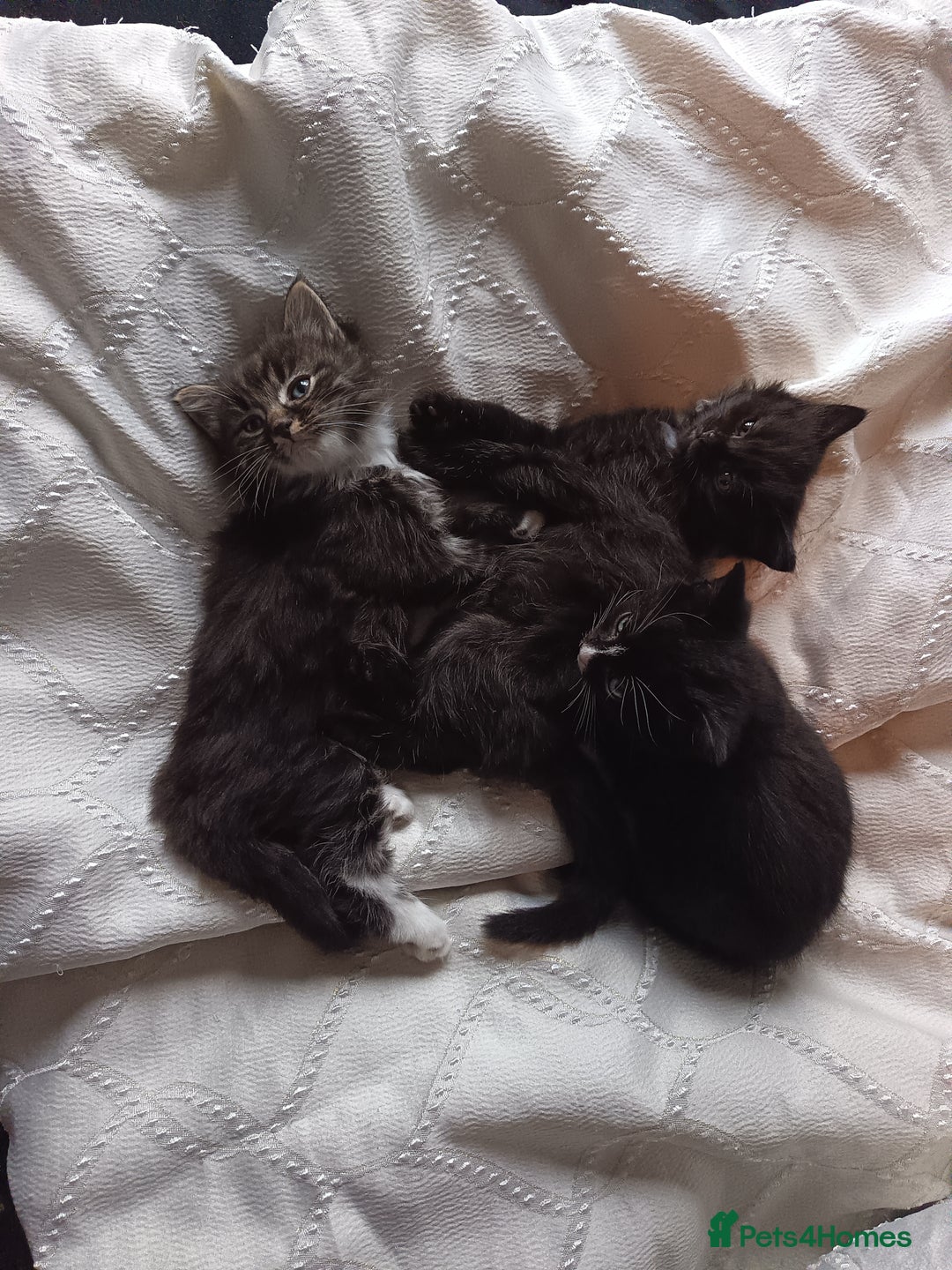 Mixed Breed cats for sale: 4 beautiful kittens - Advert 10