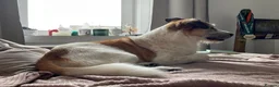 Mixed Breed dogs for adoption: ARTHUR, 5yrs,25kg,great temperament,loves outdoors in Forfar - Advert 5