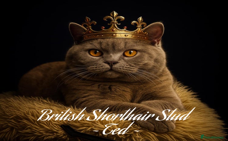 British Shorthair cats in Holywell - Advert 1